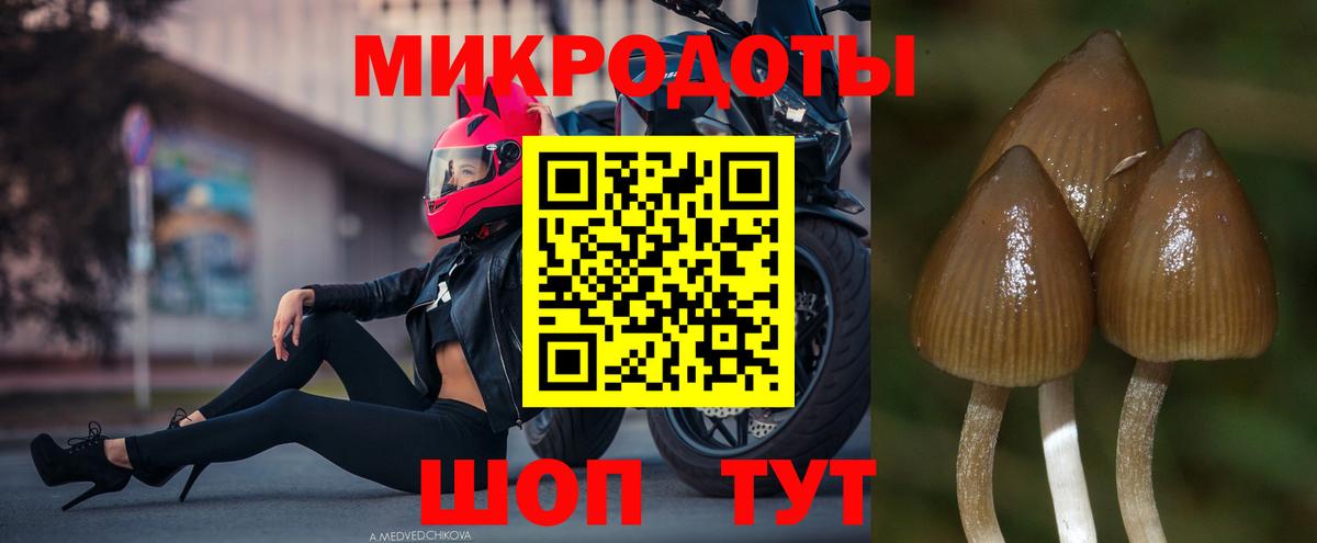 Галлюциногенные грибы Psilocybine cubensis Петрозаводск